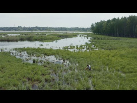 Gäddyngelinventering i Mariebergs strandängar