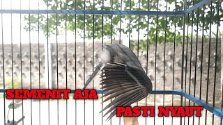 Download lagu SEMENIT AJA GELATIK BATU ANDA PASTI NYAUT DENGAR INI mp3