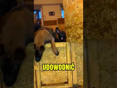 Szczeniaki ninja🥺❤️