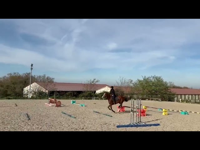 India de la Verchère Jument de 7 ans par Arko