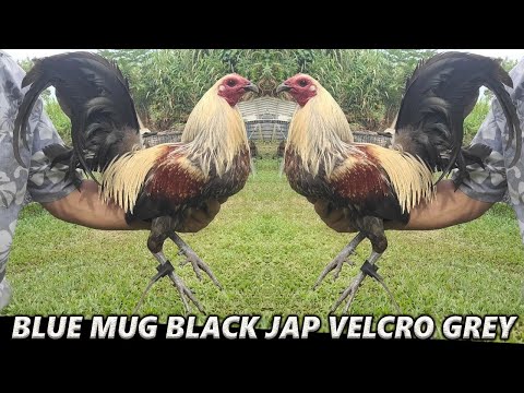 Blue Mug Black Jap Grey Velcro Farm Hawaii