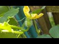 How To Hand Pollinate Cantaloupes Chicago Gardener