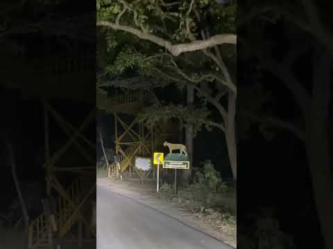 Pilibhit Tiger Reserve Night Drive | Pilibhit Tiger Attack 2024 | Tiger Killed Farmer #shorts