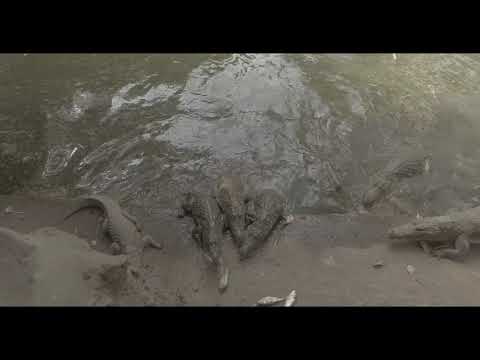 Rounzer - Statement #Ripcadet #MusicVideo #Gambia #Freeshocks