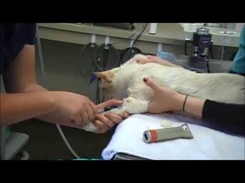 Feline Cephalic Venipuncture