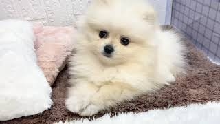 ポメラニアンの動画01