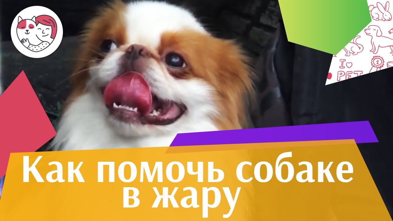 4 совета, как помочь собаке в жару на ilikepet