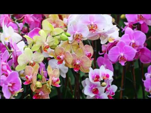 Las orquídeas