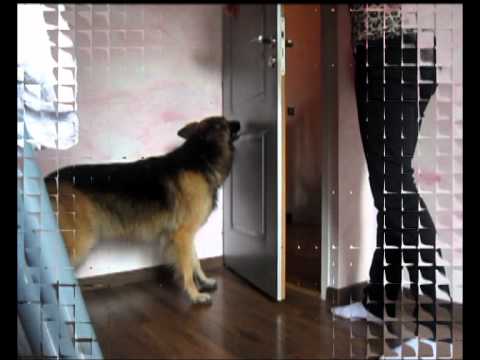 Prisca , Dogs tricks