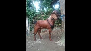 Download lagu Trik Sukses Bisnis Kambing Jawa Randu - 78 Farm Jogja - 0812-2838-0678 mp3