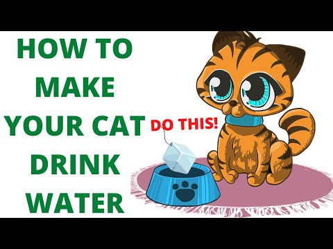 11 Reasons your cat is not drinking water from the bowl | How to get your cat to drink water