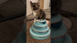 His Kitten Won't Let Him Leave 😂