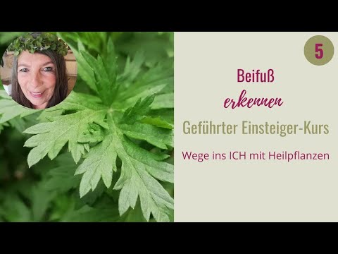 Beifuß sicher erkennen und unterscheiden vom giftigen blauen Eisenhut oder Wermut