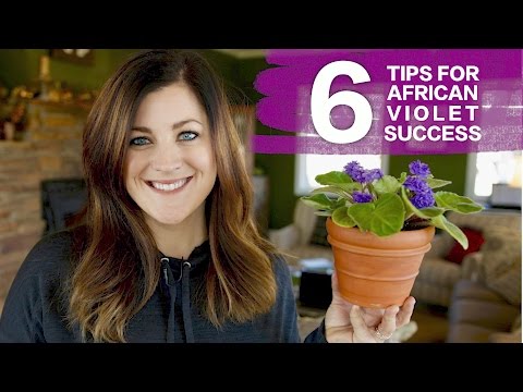 🌺6 Tips For Caring for African Violets!🌺