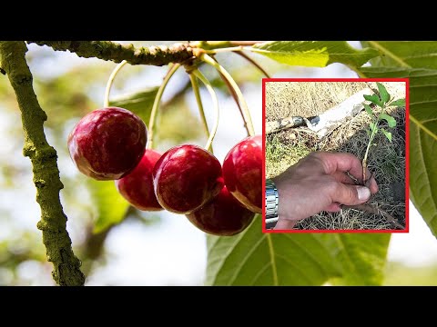 Kirschbaum selber ziehen aus Ableger – Kirschbäume ganz einfach selbst vermehren – Anleitung