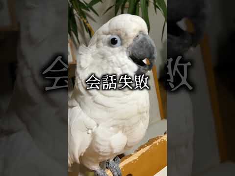 冬に鳥に与えてはいけない食べ物は何ですか？これら 7 つは絶対に避けるべきであり、命を奪う可能性があります。  庭園