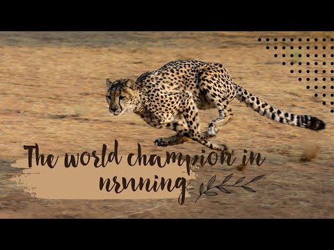 The world champion in running, the cheetah| Animal World