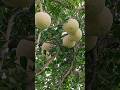 Wood Apple Nature Youtubeshorts