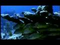 Underwater Wilderness Creating Marine Protected Areas KQED QUEST