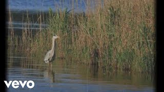 Jenny Owen Youngs – “Everglades”