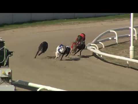 ALNWICK MATT Trap 6 in H/C at NEWCASTLE 3rdAPRIL 2021