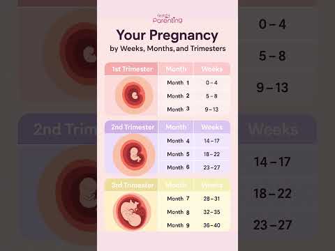 Your Pregnancy By Weeks, Months and Trimester