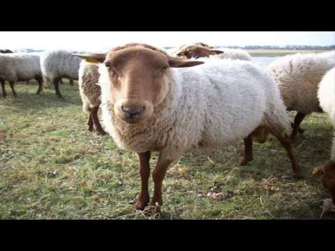 download lagu mp3 mp4 Soar Con Ovejas, download mp3 Soar Con Ovejas free downloadn, video klip Soar Con Ovejas