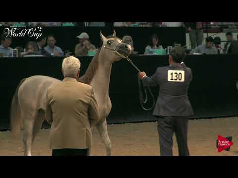 N.130 EUPHRATES BVA - LAS VEGAS 2019 - Arabian World Cup Junior Colts (Class 121B).mp4