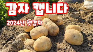 감물감자 축제 감자특별시감물 감자수확시기 괴산감자 수미감자 감자캐는날 정하기 자연특별시괴산 감물면 [감자재배…