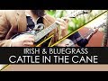 o Bardo e o Banjo - Cattle In The Cane (música Irlandesa/Bluegrass)