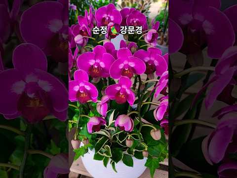 #순정#강문경#신작뮤비