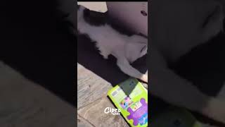 Mira lo que hace este gatito #viralvideo