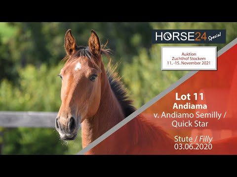 Horse24 Special - Auktion Zuchthof Stockem: Lot 11 Andiama Stute v. Andiamo Semilly - Quick Star