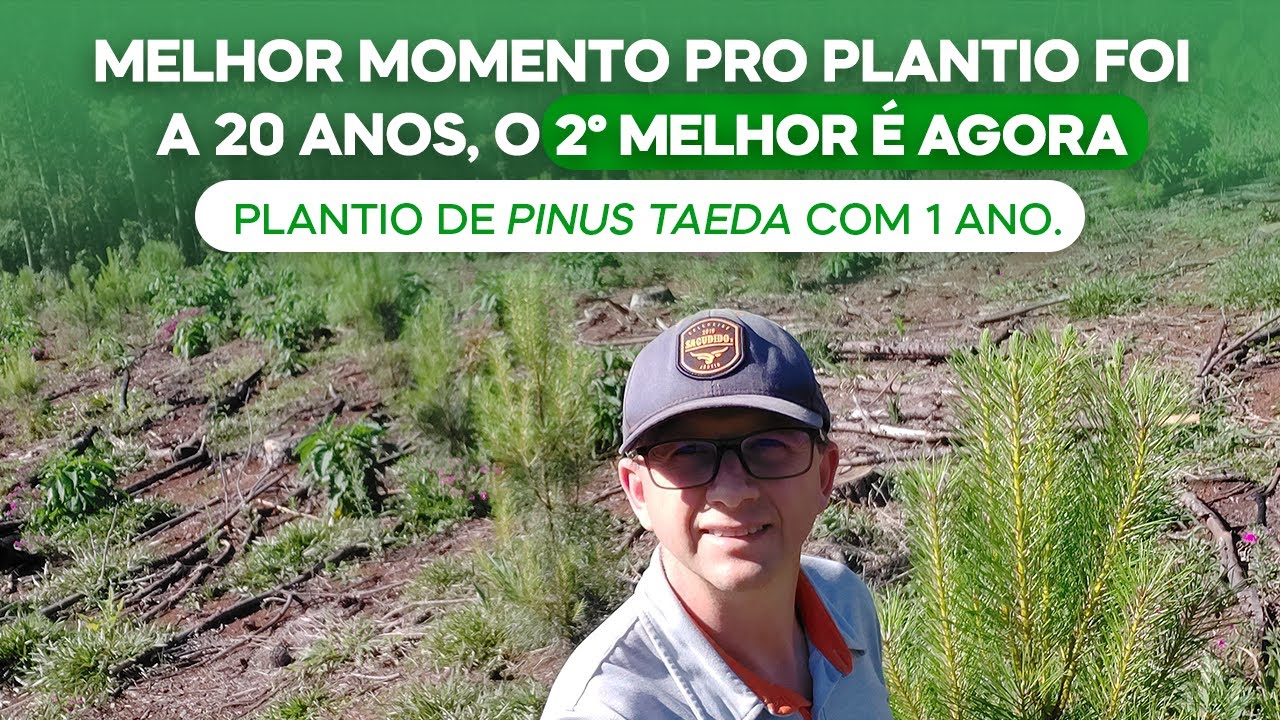 Melhor momento pro plantio foi a 20 anos,o 2º melhor é agora.Plantio de Pinus Taeda com 1 ano(v.125)