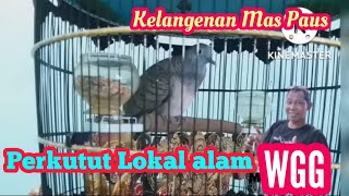 Download lagu PERKUTUT WGG SANGAT LANGKA DAN DI BURU BANYAK KOLEKTOR@#maspauschanelkututlokal mp3