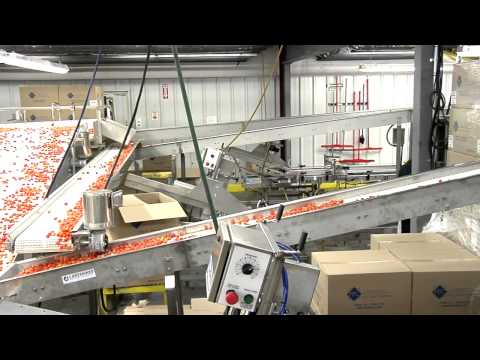 Tomato Packing Line by Lakewood Process Machinery
