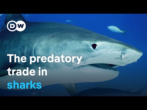 Europe's Shark Trade: A Billion-Dollar Business Threatening Marine Ecosystems