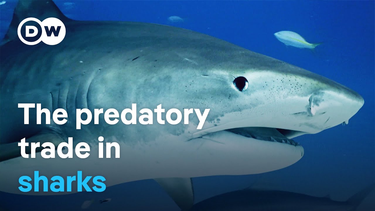 Europe's Shark Trade: A Billion-Dollar Business Threatening Marine Ecosystems