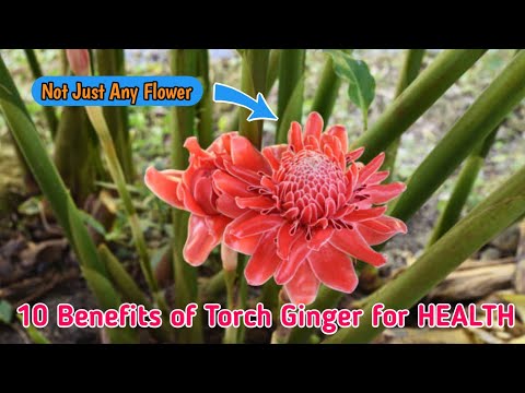 10 Amazing Health Benefits of Torch Ginger ( Kecombrang )