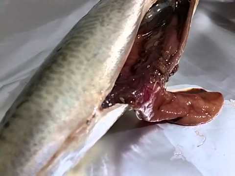 Lyambliya in sangue che questo Quale pesce non ha parassiti