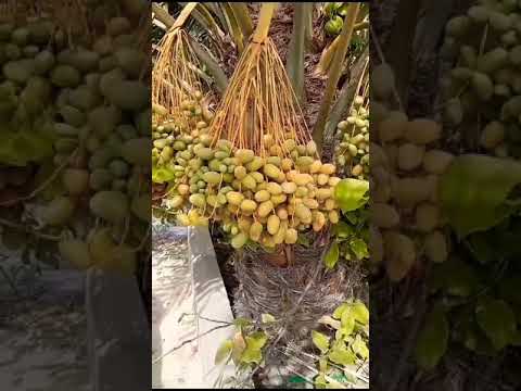 dates fruits in saudi #beast
