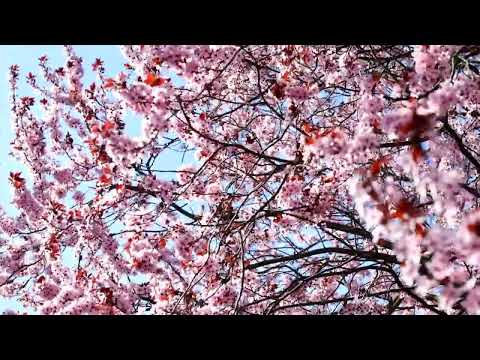 Pink Flowers In Springtime - No Copyright