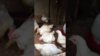Download lagu ayam broiler umur 20 hari#shorts mp3 Download lagu ayam broiler umur 20 hari#shorts mp3