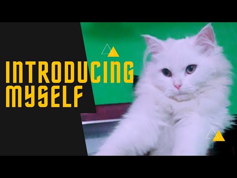 Introducing herself | aishu cat😻| cat  lady