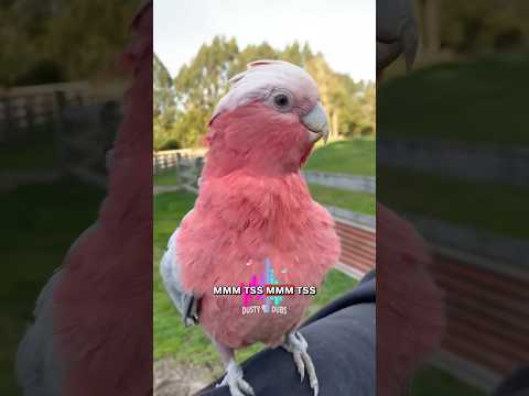 🤣 Dusty Dubs Animal Voiceover Mashup 176