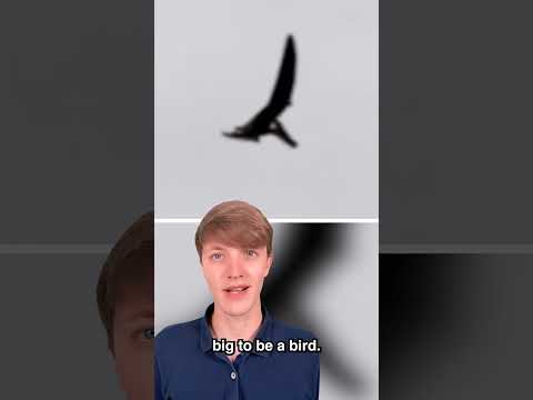 Dinosaurs Caught on Camera