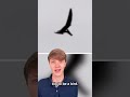 Dinosaurs Caught On Camera
