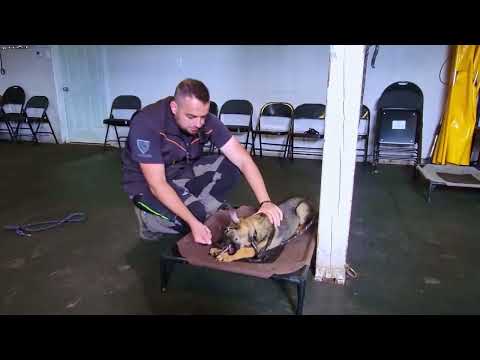 How to Deal With FOOD AGGRESSIVE PUPPIES! | Shield K9 Clips