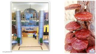 Malajziai utazás és a Gano Excel-központ látogatása 2013-ban és 2015-ben