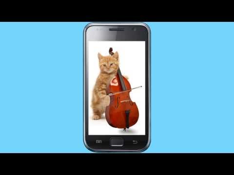 Funny cats Dancing and playing Video